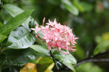 pink hydrangea flower