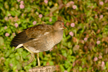 Young common moorhen standing on a wooden post	
