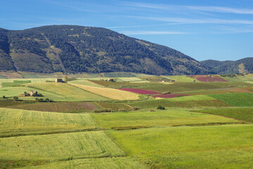 Aerial view on a fields and vineyards in Trapani Province of Sicily autonomous region in Italy
