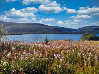 A field of flowers with a blue sky in the background
