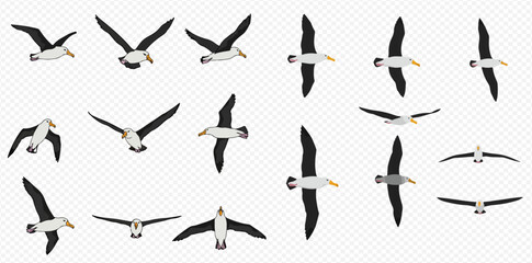 A collection of albatrosses in various flight positions against a transparent background.
