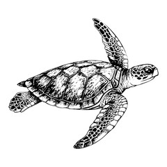 Fototapeta premium Sea turtle swimming illustration in vintage monochrome sketch style