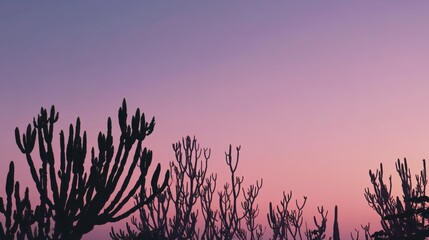 Silhouette of desert cacti at sunset with purple sky