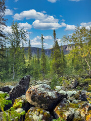 A rocky forest with a few trees and a mountain in the background