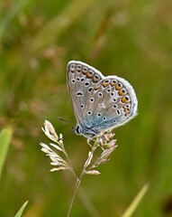 butterfly on the grass