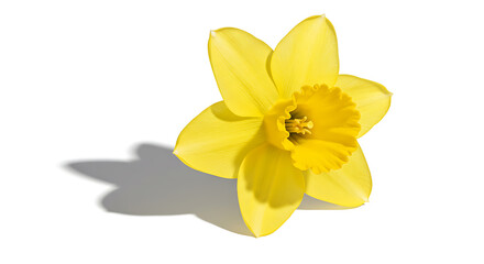 Fototapeta premium Vibrant Yellow Daffodil Flower with Shadow Isolated on White Background