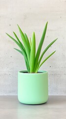 Vintage Enchanted Snake Plant in Soft Mint Pot Against Neutral Background