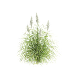 3d illustration of bush Cortaderia selloana isolated on transparent background