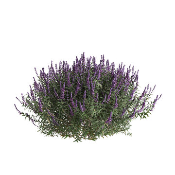 3d illustration of bush Salvia leucantha isolated on transparent background