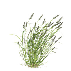 3d illustration of bush Polypogon fugax isolated on transparent background