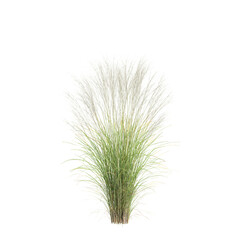 3d illustration of bush Nassella tenuissima isolated on transparent background