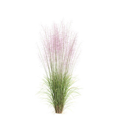 3d illustration of bush Muhly grass isolated on transparent background