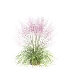 3d illustration of bush Muhly grass isolated on transparent background