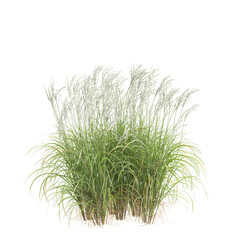 3d illustration of bush Miscanthus sinensis isolated on transparent background