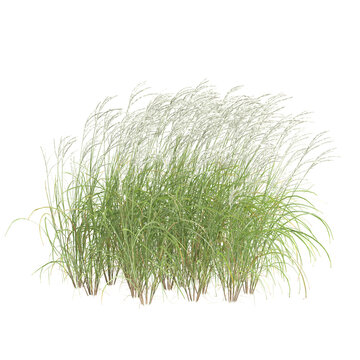3d illustration of bush Miscanthus sinensis isolated on transparent background