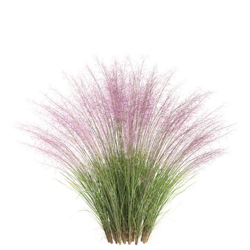 3d illustration of bush Muhly grass isolated on transparent background