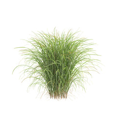 3d illustration of bush Miscanthus sinensis isolated on transparent background