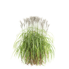 3d illustration of bush Miscanthus sacchariflorus isolated on transparent background