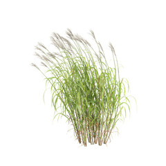 3d illustration of bush Miscanthus sacchariflorus isolated on transparent background