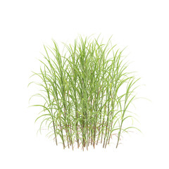 3d illustration of bush Miscanthus sacchariflorus isolated on transparent background