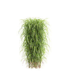 3d illustration of bush Miscanthus sacchariflorus isolated on transparent background