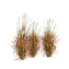 3d illustration of bush Miscanthus purpurascens isolated on transparent background