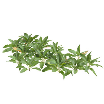 3d Illustration of Stachys Byzantina Foliage Plant isolated transparent background