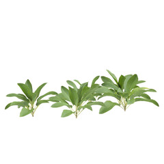 3d Illustration of Stachys Byzantina Foliage Plant isolated transparent background
