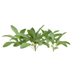 3d Illustration of Stachys Byzantina Foliage Plant isolated transparent background