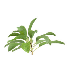 3d Illustration of Stachys Byzantina Foliage Plant isolated transparent background