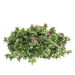 3d Illustration of Mezoo Trailing Red Groundcover Plant isolated on transparent background