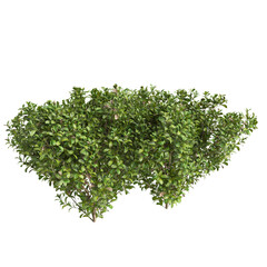 Obraz premium 3d Illustration of Buxus Microphylla Green Shrub isolated on transparent background