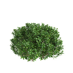 3d Illustration of Buxus Microphylla Green Shrub isolated on transparent background