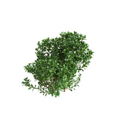3d Illustration of Buxus Microphylla Green Shrub isolated on transparent background