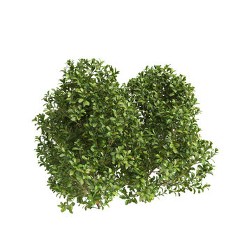 3d Illustration of Buxus Microphylla Green Shrub isolated on transparent background