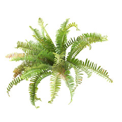 3d Illustration of Green Fern Plant for Decoration isolated transparent background