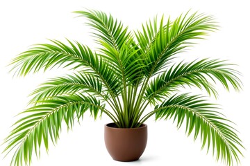 Obraz premium A vibrant green palm tree thriving in a brown pot, exuding a sense of tropical elegance. The plant's lush leaves fan out gracefully
