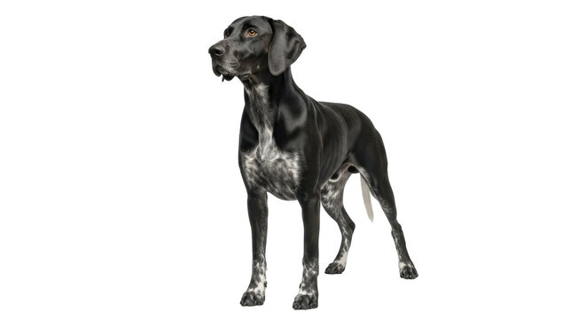 Isolated elegant black and gray Pointer dog standing gracefully on a clean seamless backdrop