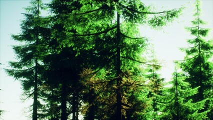 Bright green pine trees rise tall against a clear blue sky, creating a peaceful atmosphere in the forest. Sunlight filters through the branches, illuminating the vibrant foliage.