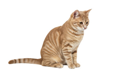 Isolated ginger cat sitting looking down to the side, beautiful striped tabby, feline friend