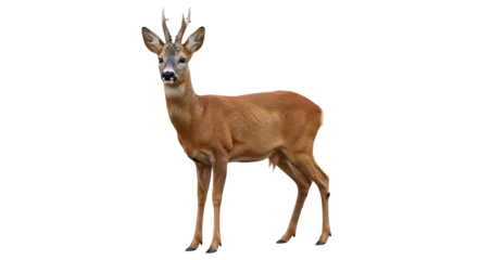 Fototapeten Rehe Isolated roe deer standing alert and cautious looking at camera outside in nature  © Ryan