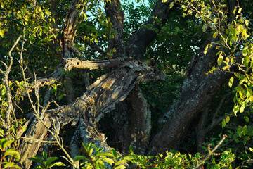 Intricate tree branches create a natural tapestry in a lush forest. The warm light of late afternoon highlights the textures and colors of the trees, showcasing nature's beauty