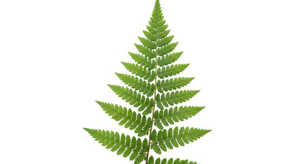 Isolated green fern frond, single tropical plant, natural detail in macro botanical leaf form