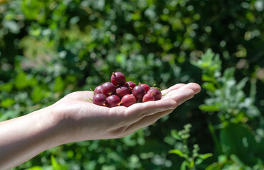 Gooseberries in a man's hand. Growing and harvesting gooseberries.