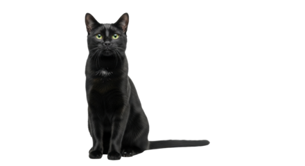 Isolated black bombay cat sitting in studio with bright green eyes looking at camera