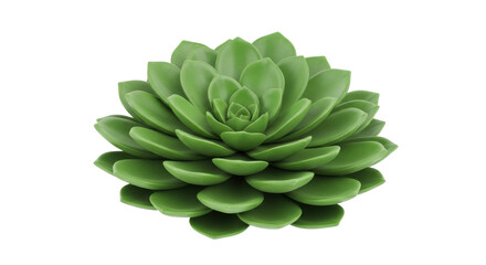 Fototapeta premium Isolated green Echeveria succulent rosette houseplant, a perennial in the Crassulaceae family