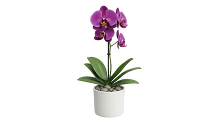 Isolated indoor decorative orchid plant, purple blossoms growing in a white ceramic pot