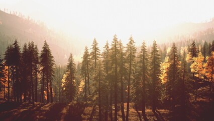 Sunlight gently pours over a serene forest filled with tall evergreen trees in autumn colors. The warm light creates a magical atmosphere in the peaceful landscape during early morning hours.