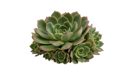 Isolated rosette-shaped succulent plant, Echeveria elegans, also known as Mexican snow ball