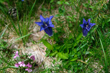 Vibrant blue gentiana flowers (Gentiana acaulis) and small purple wildflowers growing in the Aig&uuml;estortes i Estany de Sant Maurici National Park. Catalan Pyrenees, Spain.